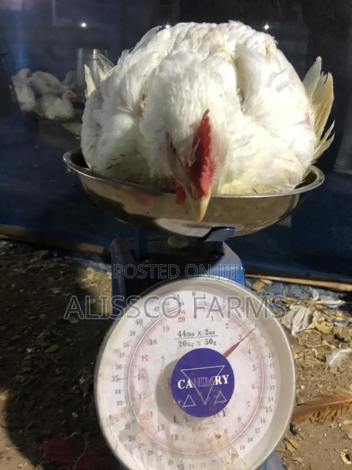 8-10 Weeks Broilers