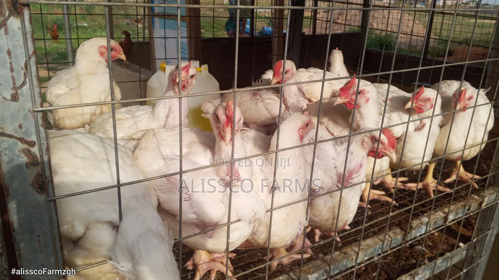 8-10 Weeks Broilers