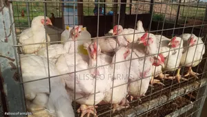 8-10 Weeks Broilers