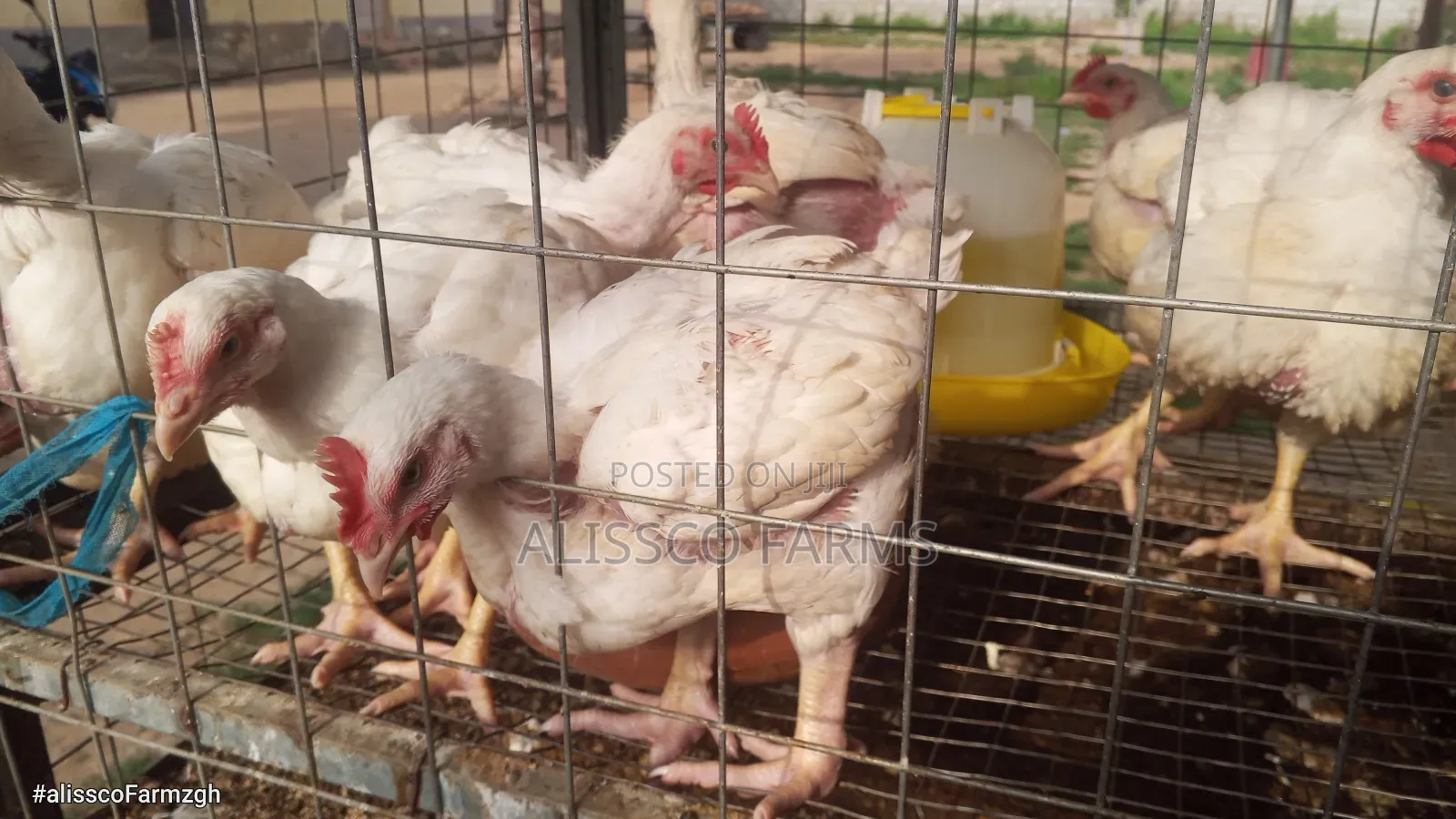 8-10 Weeks Broilers