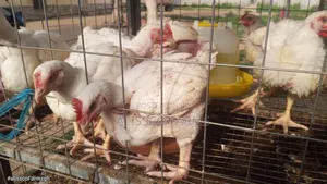 8-10 Weeks Broilers