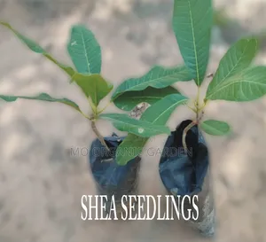 High-Quality Shea Nut Seedling/Plant