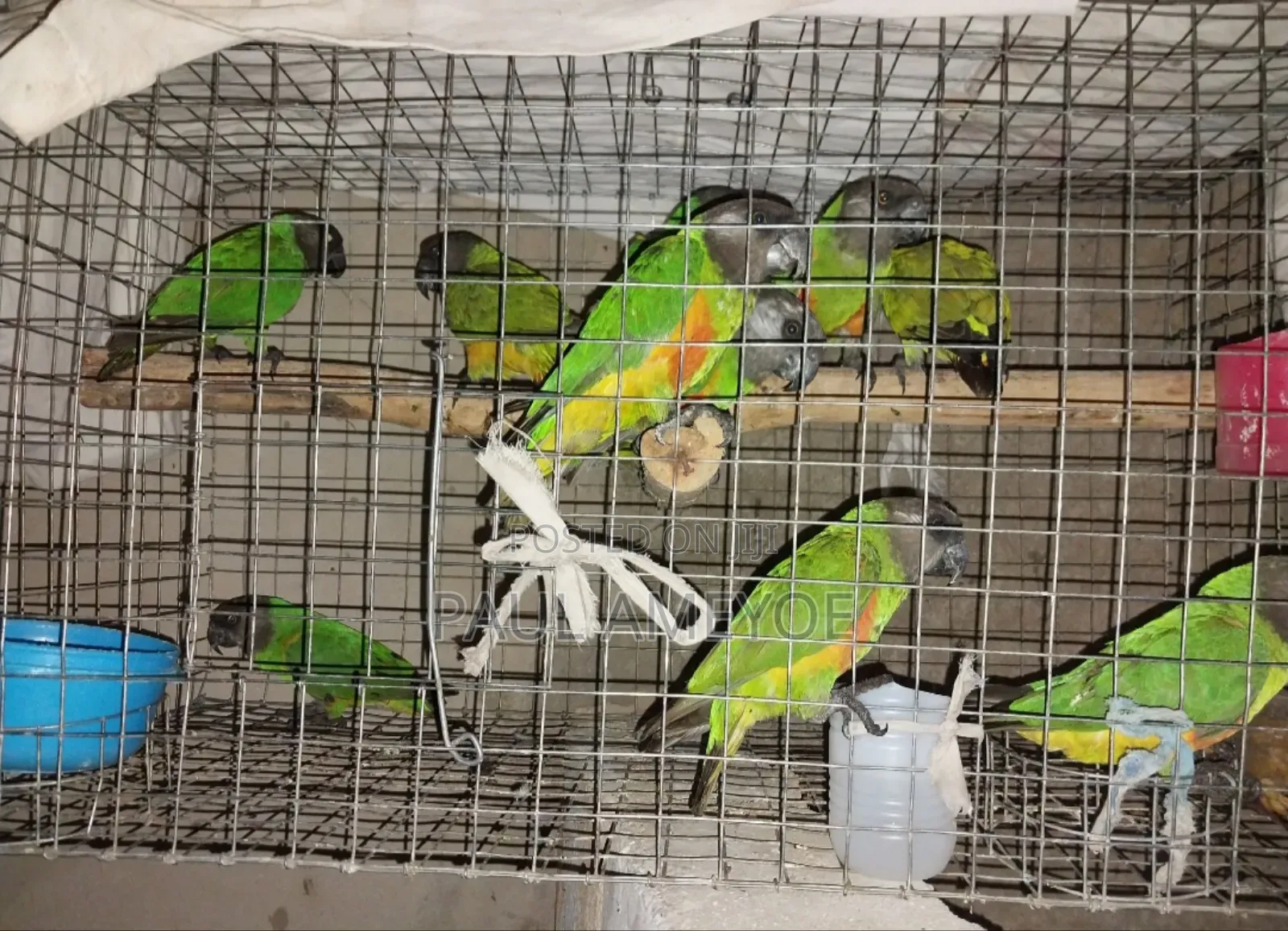 Senegalese Parrots, Long Tails and Love Birds Available
