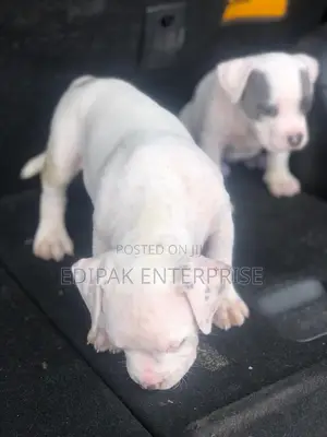 1-3 months Female Purebred American Pit Bull Terrier