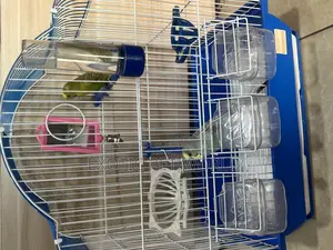 Pair of Budgies