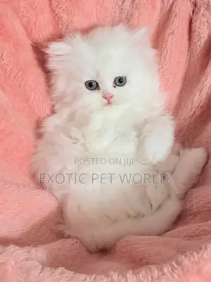 1-3 months Male Purebred Persian