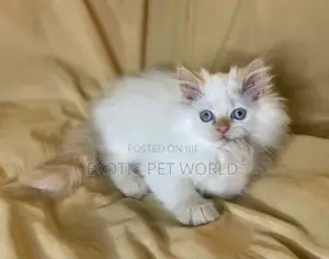 1-3 months Female Purebred Persian