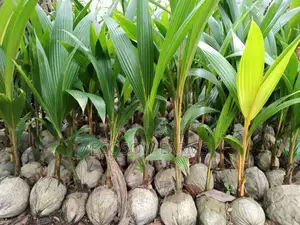 Hybrid Coconut Seedlings