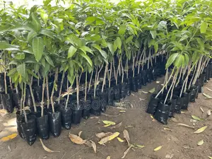 Grafted Mango Seedlings
