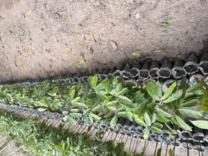 Soursop Seedlings