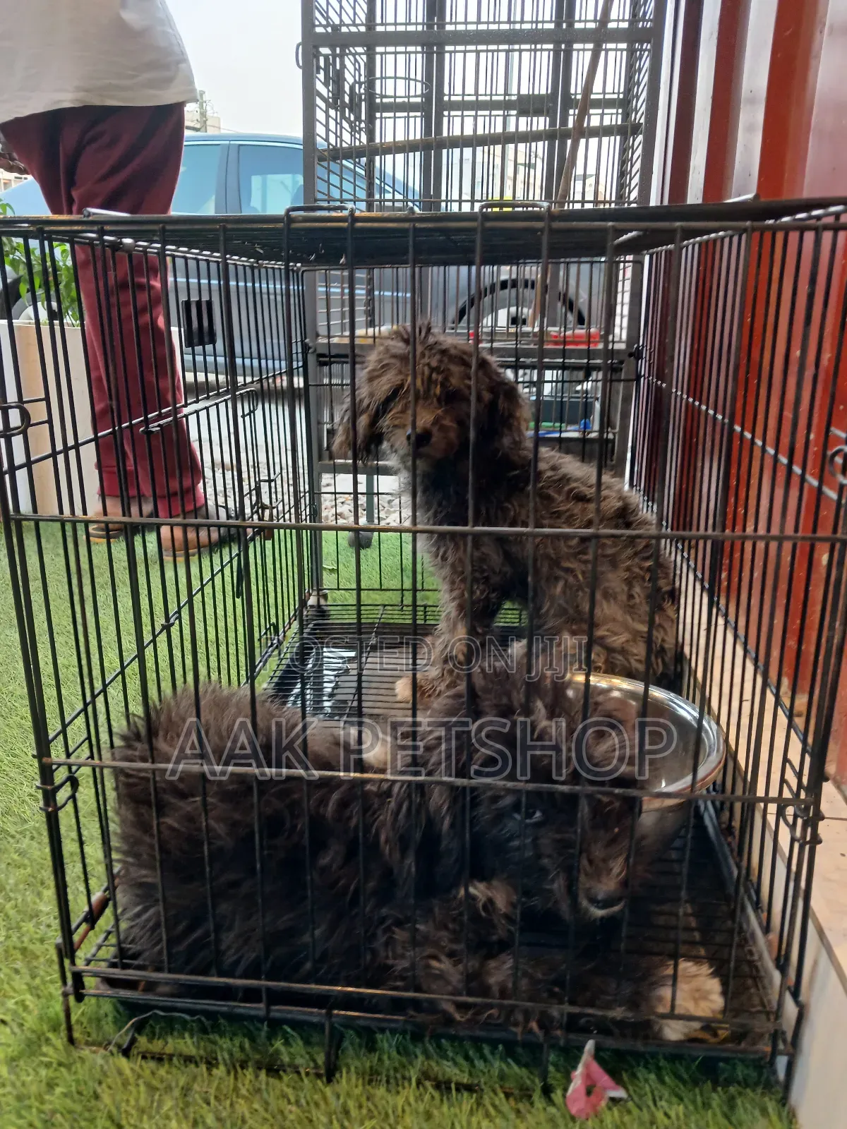 Metal Dog Cage