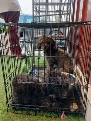 Metal Dog Cage