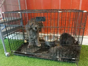 Metal Dog Cage