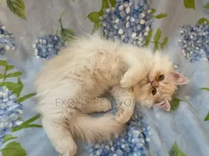 1-3 months Male Purebred Persian