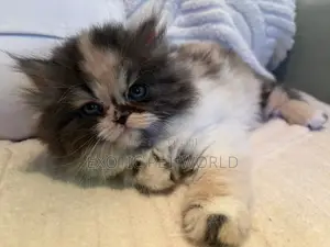 0-1 month Female Purebred Persian