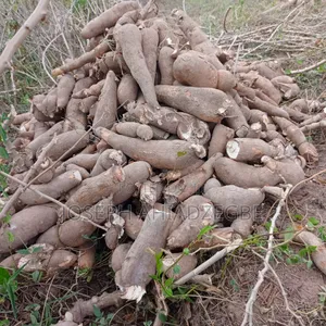Cassava for Sale