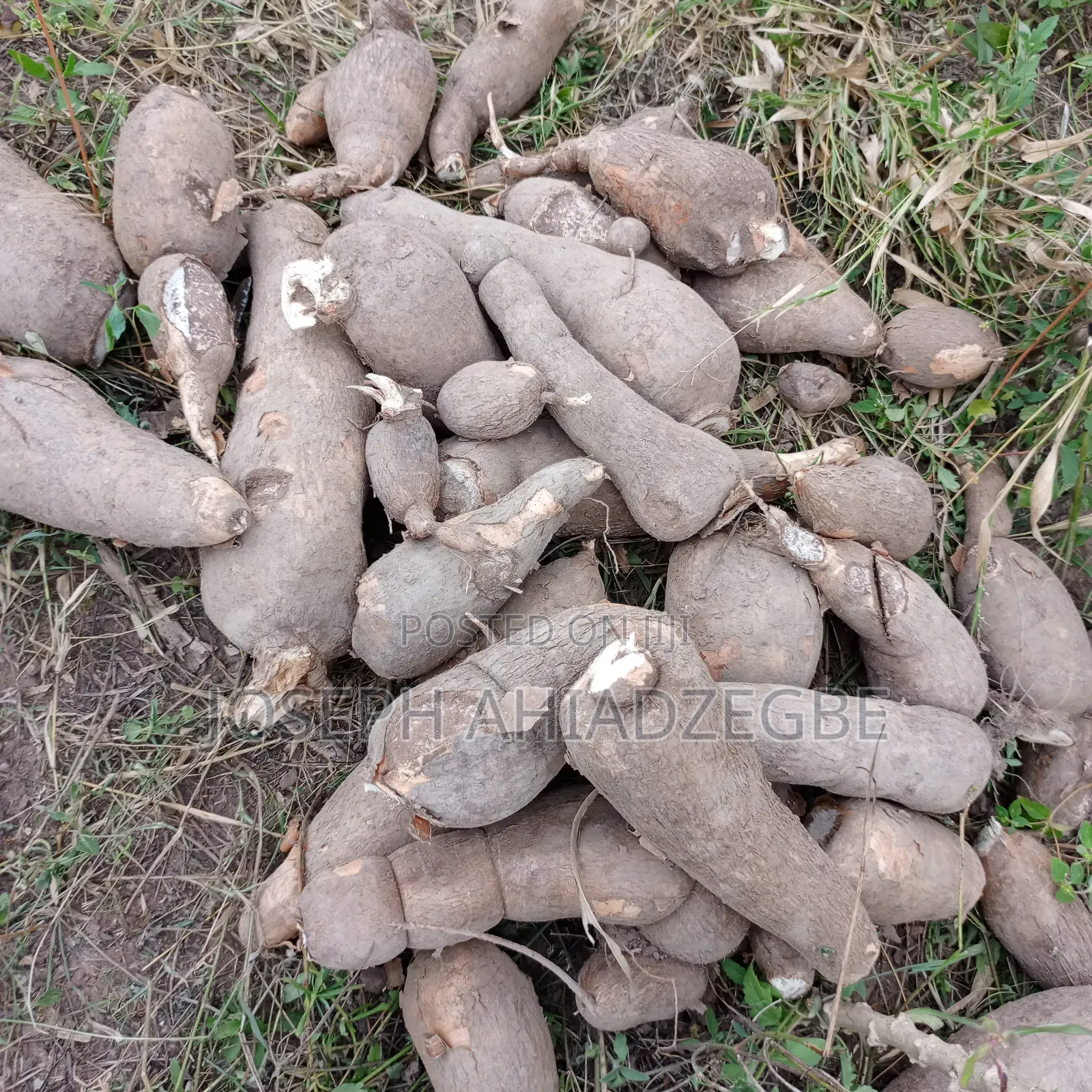Cassava for Sale