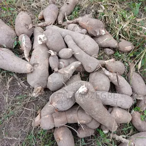 Cassava for Sale