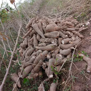 Cassava for Sale