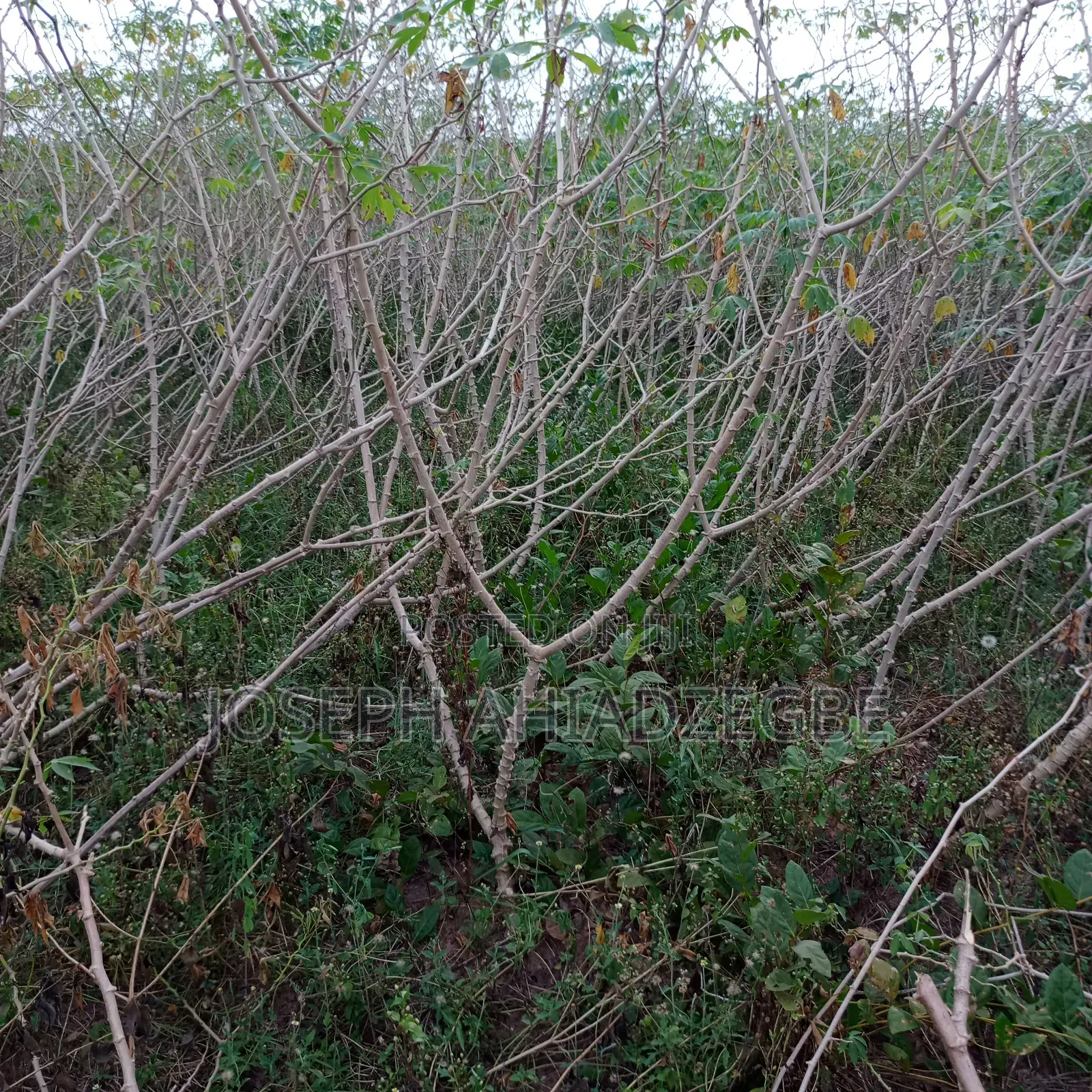 Cassava for Sale