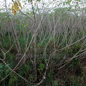 Cassava Stems/Sticks For Sale