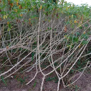 Cassava Stems/Sticks For Sale