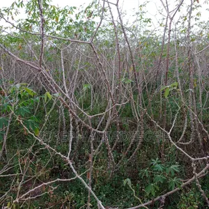 Cassava Stems/Sticks For Sale