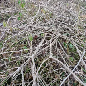 Cassava Stems/Sticks For Sale