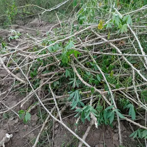 Cassava Stems/Sticks For Sale