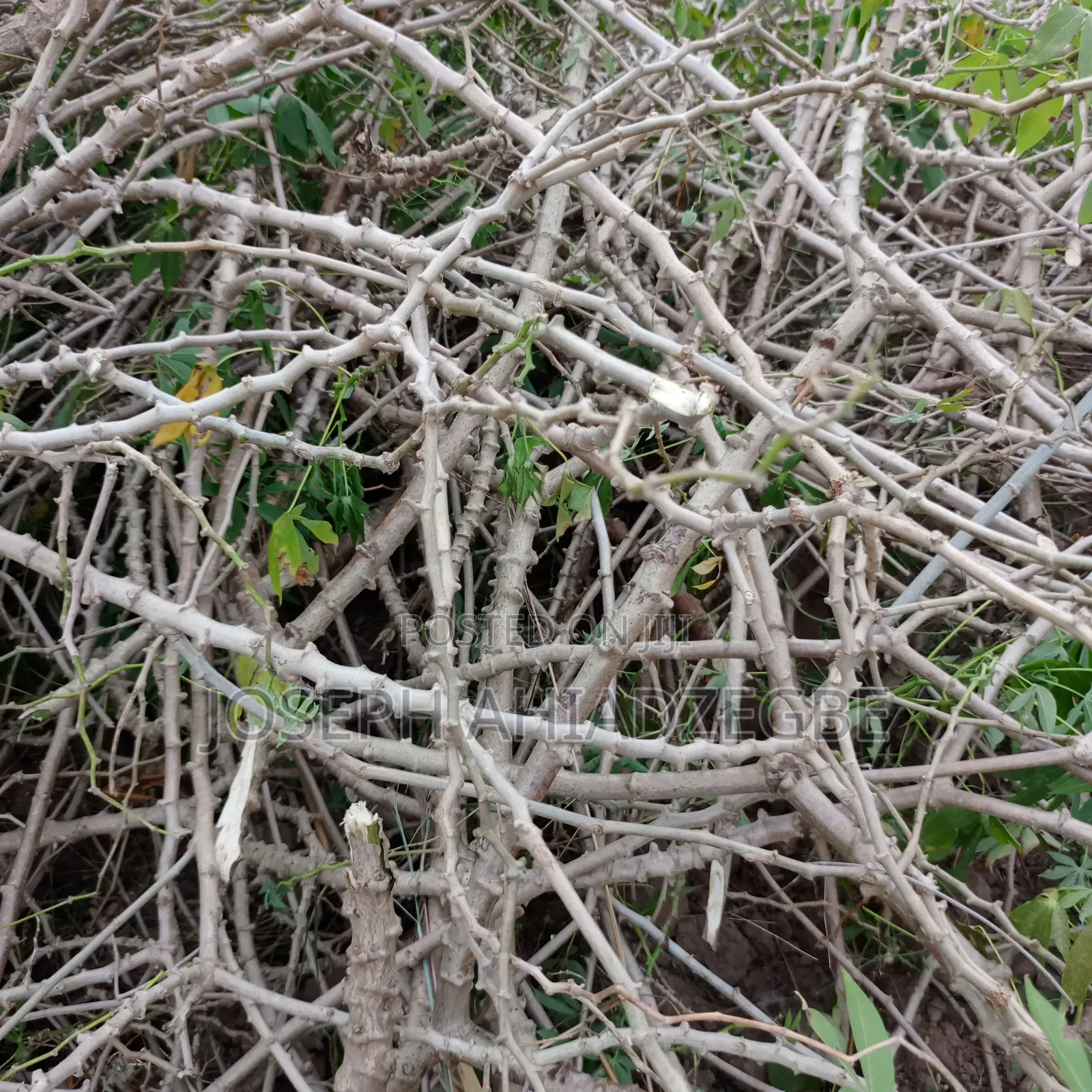 Cassava Stems/Sticks For Sale