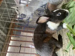 Healthy Rabbit