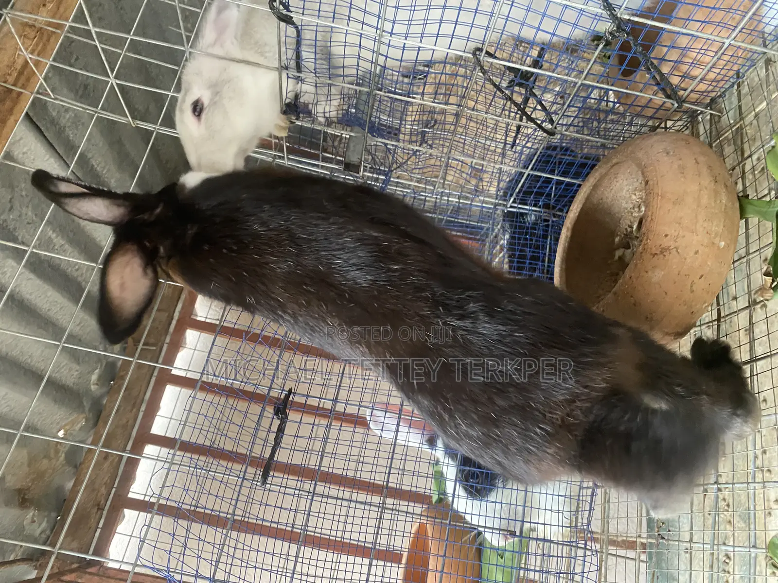 Healthy Rabbit