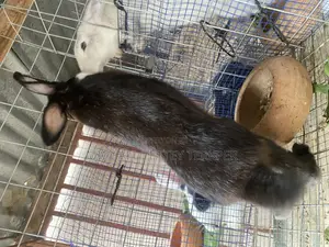 Healthy Rabbit