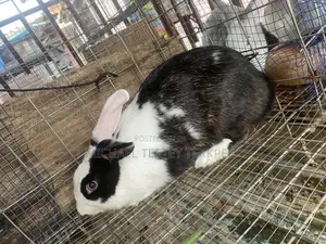 Healthy Rabbit