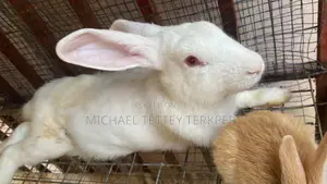 Healthy Rabbit