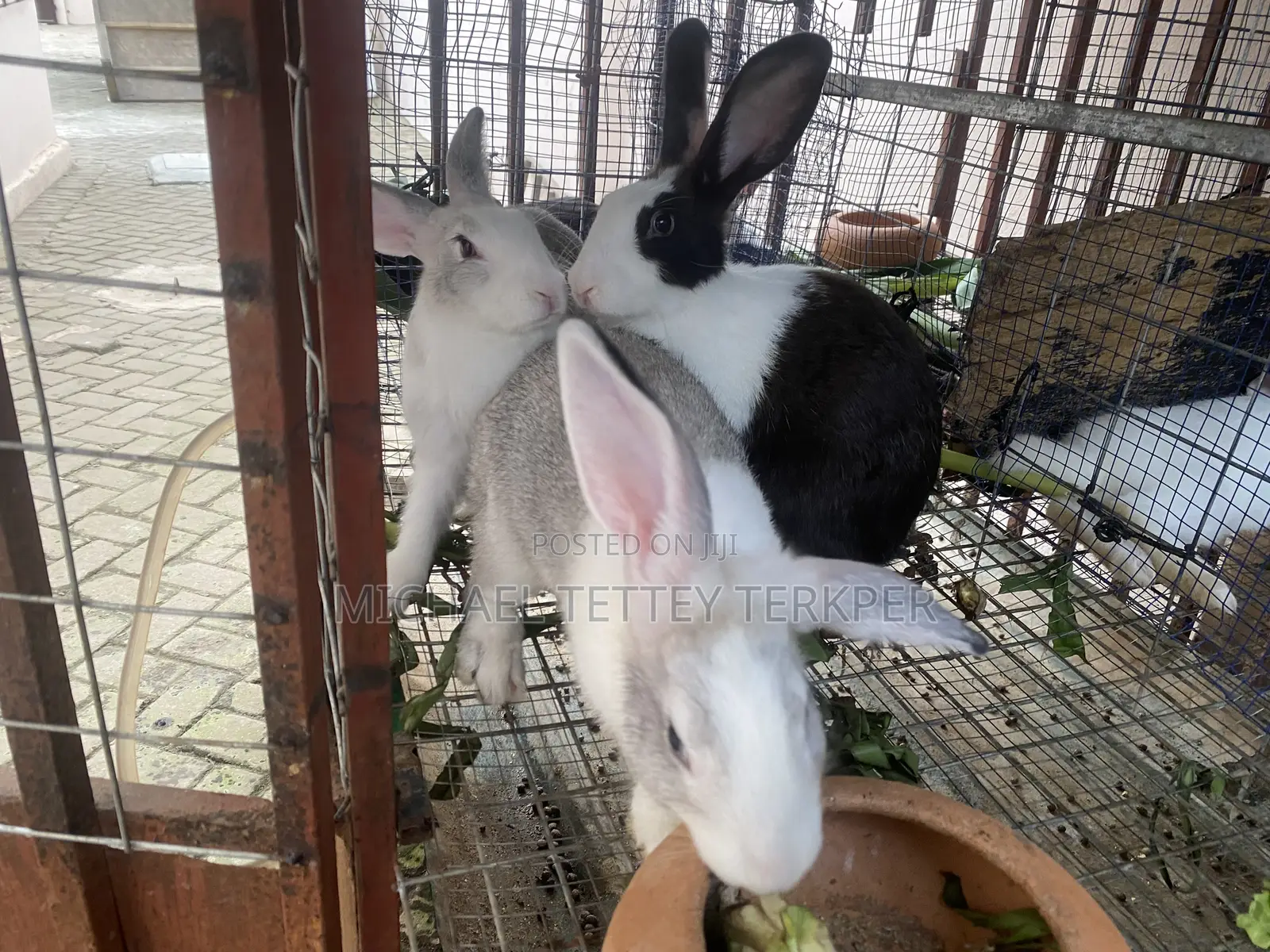Rabbit for Pet