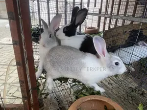 Rabbit for Pet