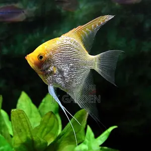 Small God Fish (Gold Top)