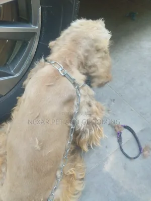 Dogs Grooming Service. Dog Grooming