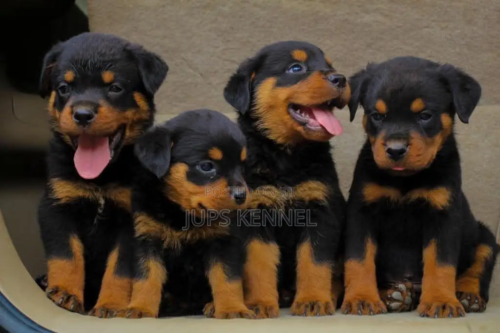 1-3 months Female Purebred Rottweiler
