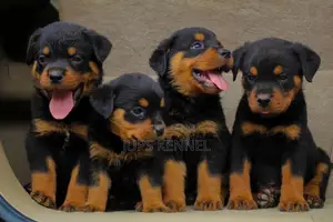 1-3 months Female Purebred Rottweiler