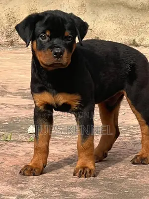 1-3 months Male Purebred Rottweiler