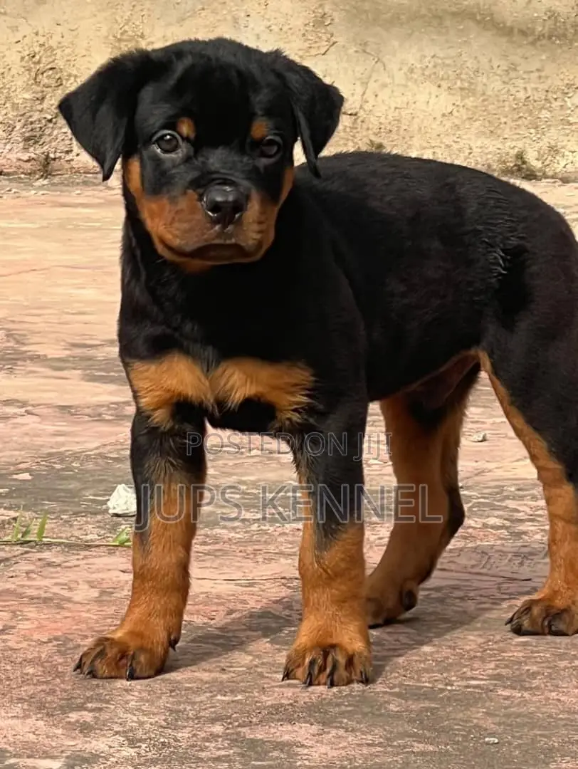 1-3 months Male Purebred Rottweiler