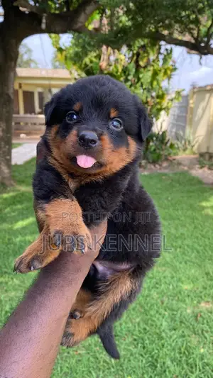 1-3 months Male Purebred Rottweiler