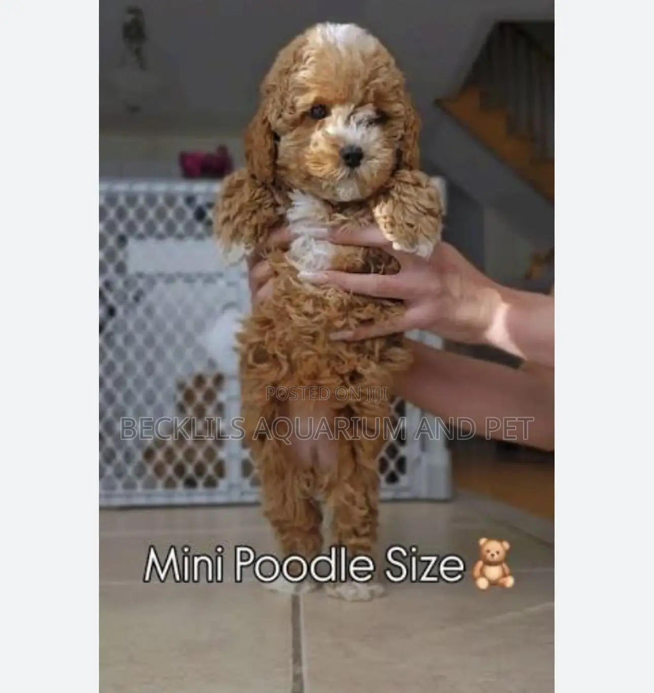 1-3 months Female Purebred Poodle