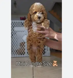 1-3 months Female Purebred Poodle