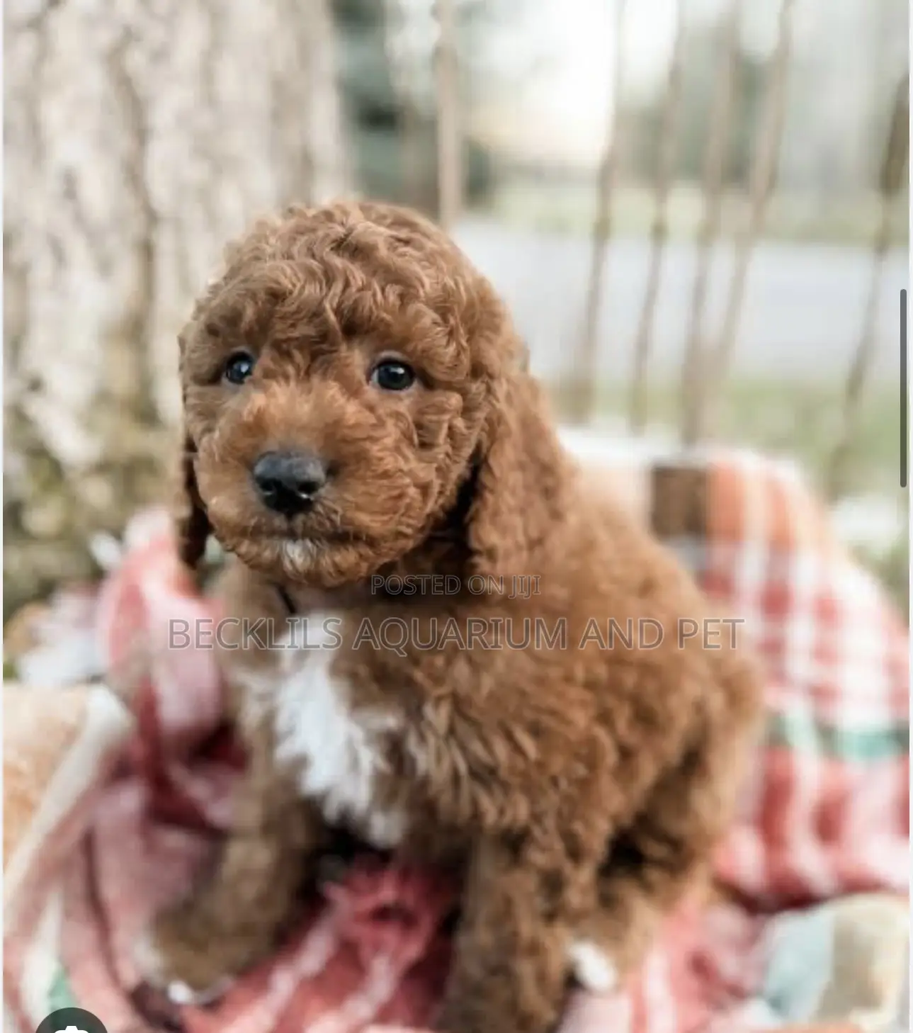 1-3 months Female Purebred Poodle