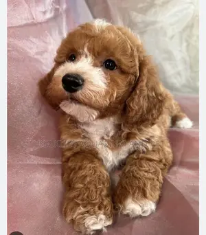 1-3 months Female Purebred Poodle