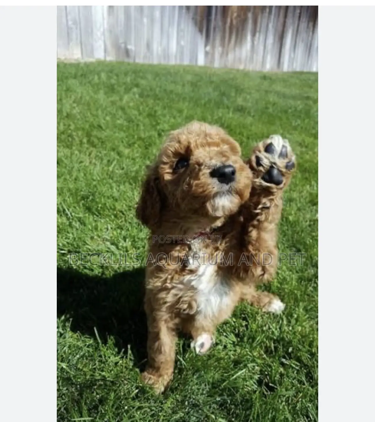1-3 months Female Purebred Poodle