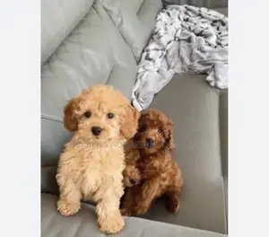 3-6 months Female Purebred Poodle